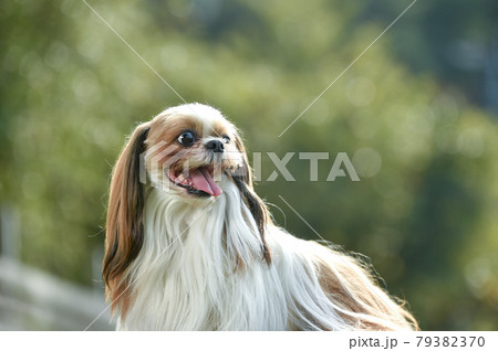 公園でおすましするシーズー犬 79382370