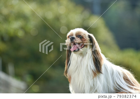 公園でおすましするシーズー犬 79382374