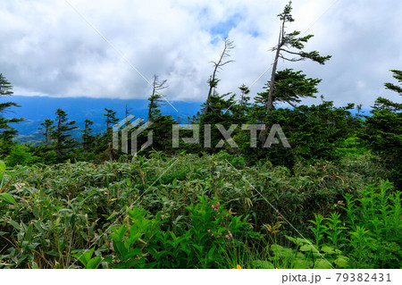 夏のアオモリトドマツ　秋田県　森吉山 79382431