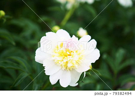 植物 ハートの形をした白い シャクヤクの花 の写真素材