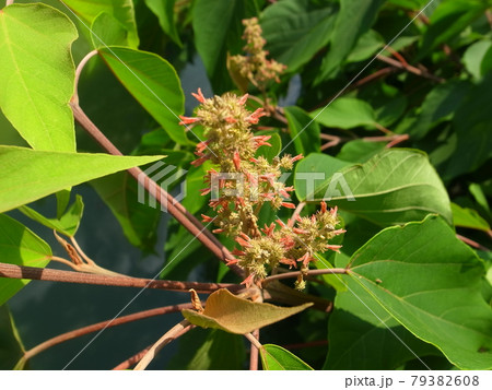 アカメガシワ アカメガシワ 79382608