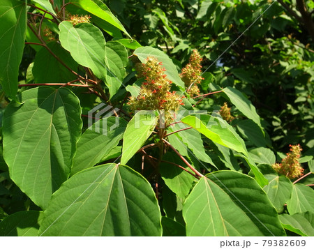 アカメガシワ 79382609