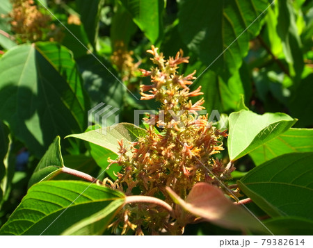 アカメガシワ 79382614