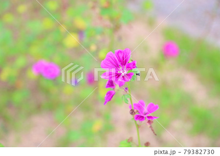 マロウの花 79382730