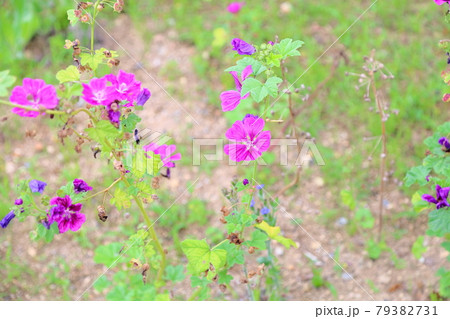マロウの花の写真素材