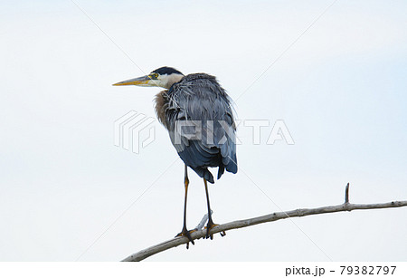 Great blue heron hunkered down on tree branch on overcast day was storm clouds move in 79382797