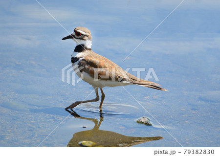 Killdeer plover bird or Charadrius vociferus wading in lake shallow water Killdeer plover bird or Charadrius vociferus wading in lake shallow water 79382830