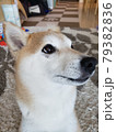 おうちの柴犬さん 79382836