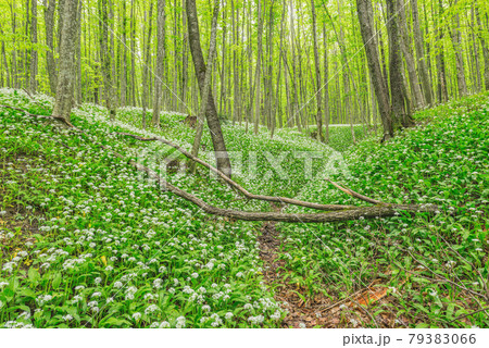 White flowers of the ramsons or wild garlic in the forest. 79383066