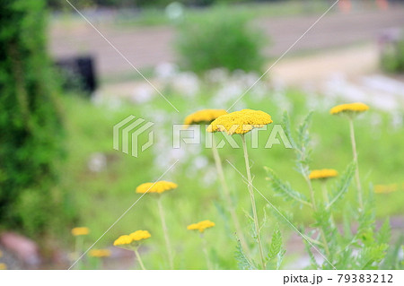 カレープランツの花 カレープランツの花 79383212