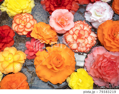 水面に浮かべたベゴニアの花 79383219