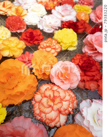 水面に浮かべたベゴニアの花 79383220