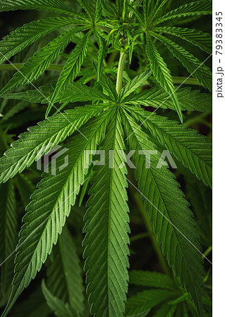 Marijuana leaves, cannabis on a dark background, beautiful background, indoor cultivation Marijuana leaves, cannabis on a dark background, beautiful background, indoor cultivation 79383345