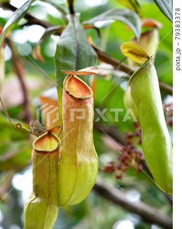 ウツボカズラ 79383378