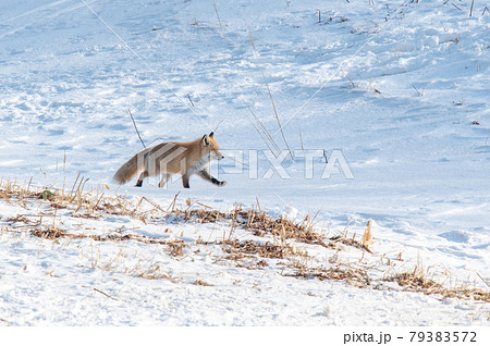 キタキツネ　知床の雪原をゆく 79383572