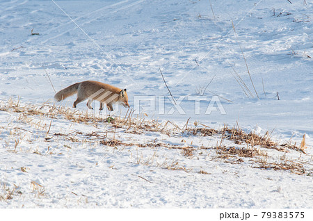 キタキツネ　知床の雪原をゆく 79383575