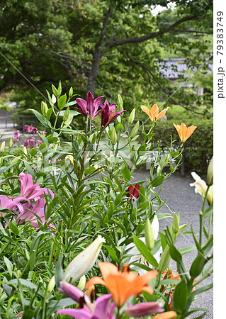 道沿いに咲くユリの花（可睡ゆりの園） 79383749