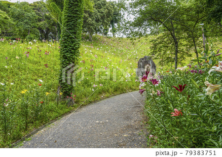 道沿いに咲くユリの花（可睡ゆりの園） 79383751