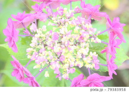 ハイキーに写したピンクの額紫陽花 79383958