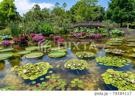 滋賀県草津市 水生植物公園みずの森のウォーターガーデン花影の池の写真素材 滋賀県草津市 水生植物公園みずの森のウォーターガーデン花影の池の写真素材