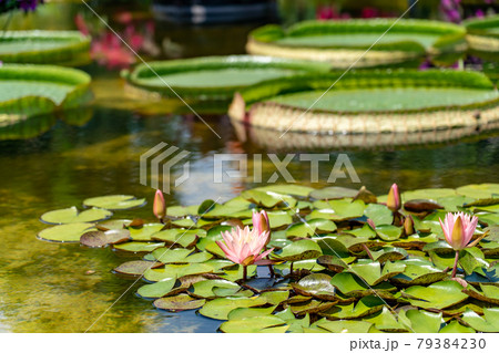 滋賀県草津市 水生植物公園みずの森のウォーターガーデン花影の池に浮かぶ水蓮の花の写真素材