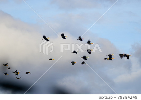 Plain-pouched Hornbill , Rhyticeros subruficollis 79384249