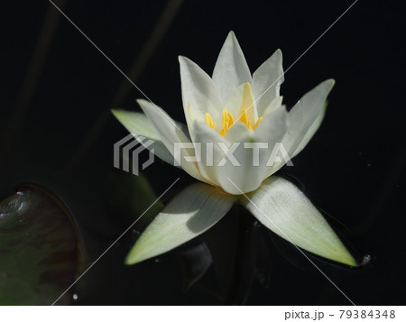 ヒツジグサの花 79384348