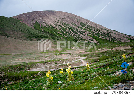 中国青海省　アムネマチン山脈の北麓の峠に咲く黄色いケシと青いケシ 79384868