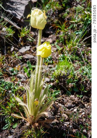 中国四川省北西部　卓達拉峠（ゾダラ峠）に咲く黄色いケシ　メコノプシス・インテグリフォリア 79385085