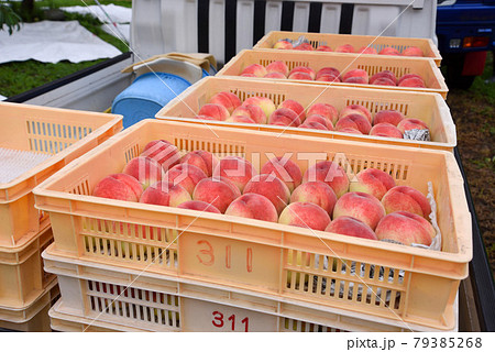 桃 の出荷 79385268