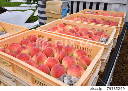 桃 の出荷 79385269