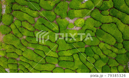 茶畑 茶畑 79385326