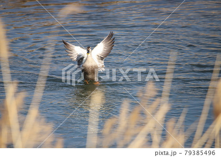 カルガモの羽ばたき 79385496