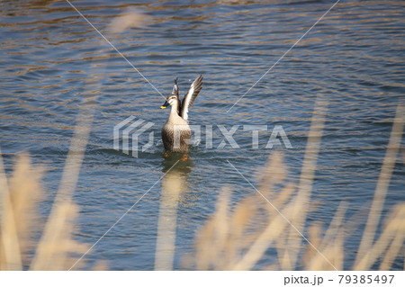 カルガモの羽ばたき カルガモの羽ばたき 79385497