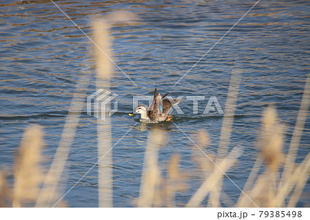 カルガモの羽ばたき 79385498
