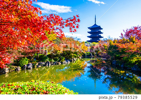 東寺の五重塔と紅葉 79385529