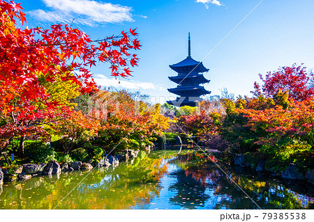 東寺の五重塔と紅葉 79385538