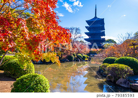 東寺の五重塔と紅葉 東寺の五重塔と紅葉 79385593
