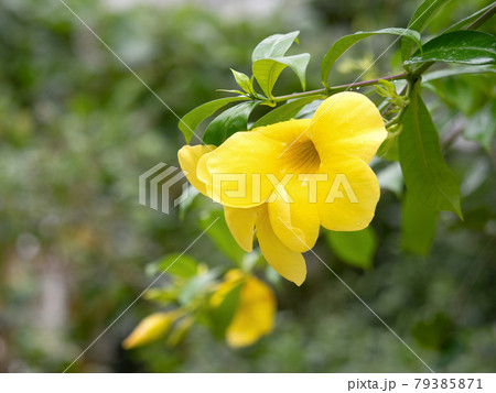 アリアケカズラ アリアケカズラ 79385871