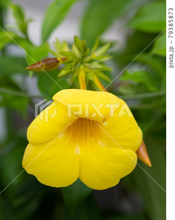 アリアケカズラ アリアケカズラ 79385873