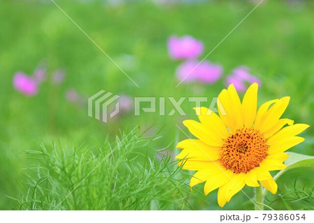 秋桜畑にひっそりと咲くひまわり 79386054