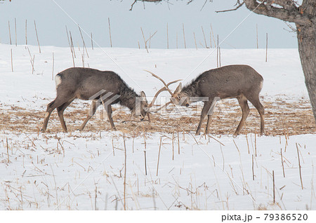 雪原のエゾジカ 79386520