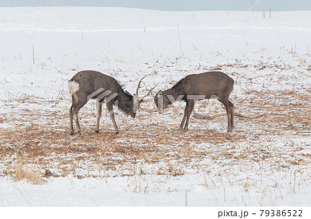 雪原のエゾジカ 79386522