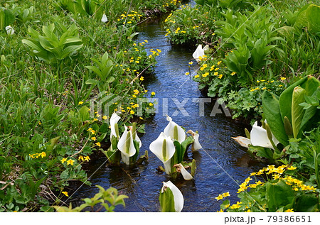 ≪群馬県≫初夏の小川に咲く水芭蕉と立金花　尾瀬国立公園散策 79386651