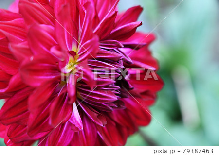 天竺牡丹 79387463