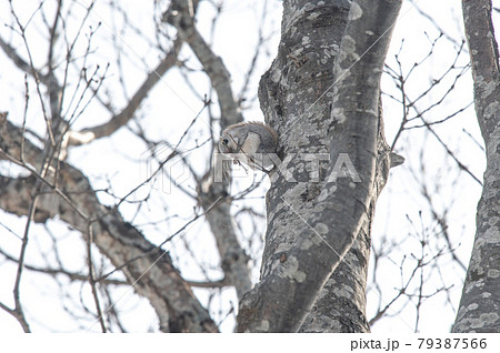 なまらめんこい エゾモモンガ なまらめんこい エゾモモンガ 79387566