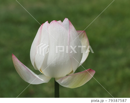 白桃のようなハスの花 79387587