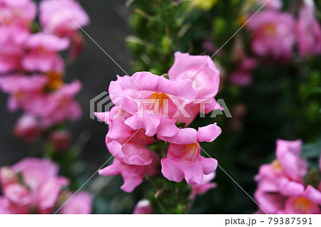 キンギョソウ キンギョソウ 79387591