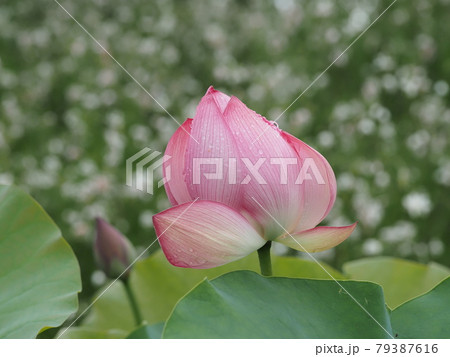 濡れた蓮の花 79387616