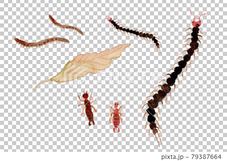 Watercolor illustration of centipede, earwig, millipede and fallen leaves 79387664